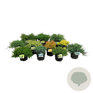 Mixlaag coniferen 30-40 cm 6,5L