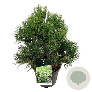 Pinus heldreichii 'Compact Gem' 40-50 cm 15L