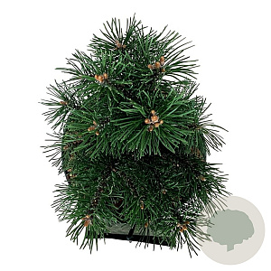 Pinus mugo 'Gnom' 15-20 cm