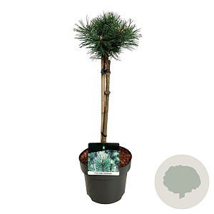 Pinus mugo 'Green Column' 40 cm stam 5,0L