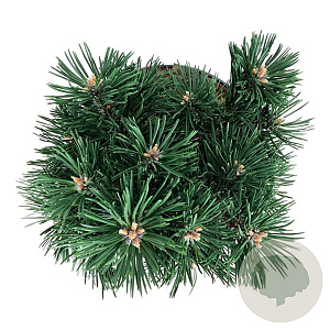 Pinus mugo 'Green Pearl' 20-25 cm