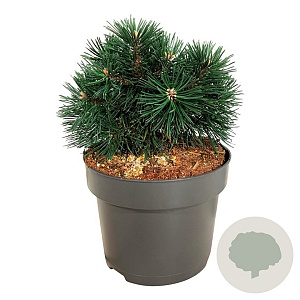 Pinus mugo 'Green Pearl' 20-25 cm