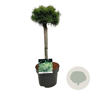 Pinus mugo 'Mops' 40 cm stam 5,0L
