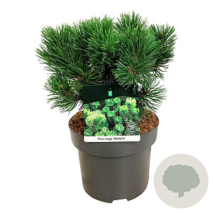 Pinus mugo 'Mumpitz' 25-30 cm