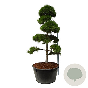Pinus nigra nigra 200-225 cm cont. 500L bonsai