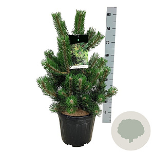Pinus nigra 'Oregon Green' 60-80 cm met kluit extra