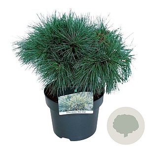 Pinus strobus 'Blue Shag' 30-40 cm 4,5L