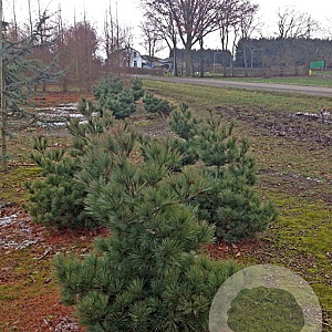 Pinus strobus 'Radiata' 175-200 cm draadkluit solitair