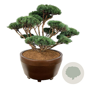 Pinus sylv. 'Watereri' 150-175 cm eigen wortel bonsai bronze