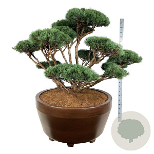 Pinus sylv. 'Watereri' 150-175 cm eigen wortel bonsai bronze