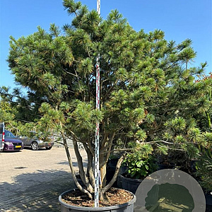 Pinus wallichiana 275-300 cm container meerstammig solitair