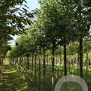 Prunus a. 'John Frost' 18-20 HO draadkluit