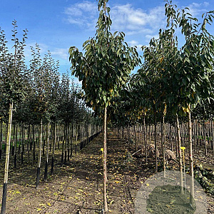 Prunus a. Zeppelin 10-12 HO draadkluit