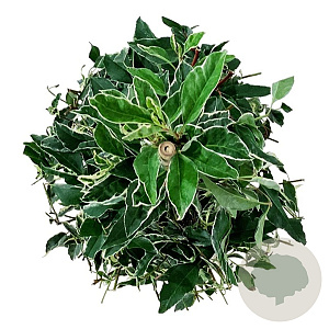 Prunus lusitanica 'Variegata' 80-100 cm 6,5L piramide