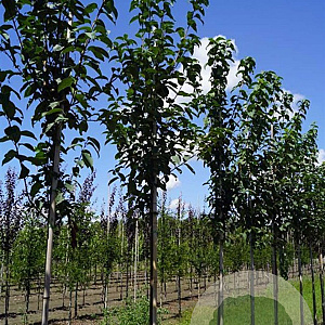 Prunus padus 'Tiefurt' 8-10 HO draadkluit