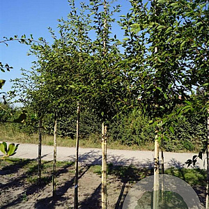 Prunus Royal Flame 12-14 HO draadkluit