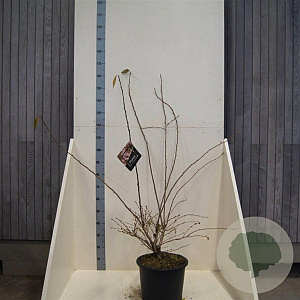 Prunus 'The Bride' 100-125 cm 20L meerstammig