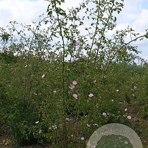 Rosa (o) rubiginosa 200-250 cm draadkluit struik