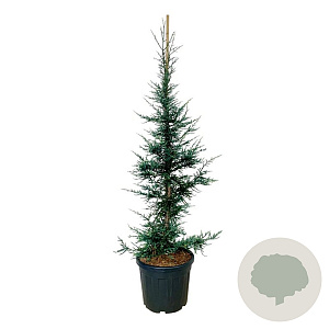 Sequoia sempervirens 'Lightning' 150-175 cm cont. 55L extra