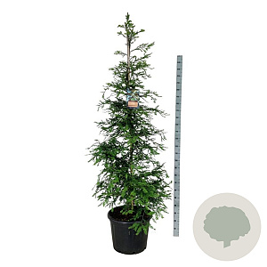 Sequoia s. 'Illa Martin' 225-250 cm cont. 55L extra