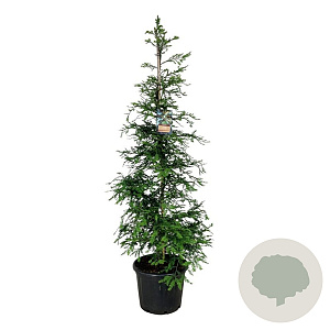 Sequoia s. 'Illa Martin' 225-250 cm cont. 55L extra