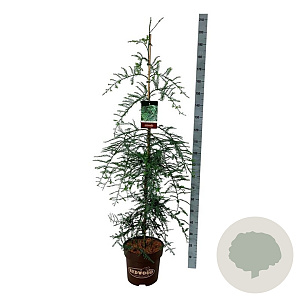 Sequoia s. 'Winter Blue' 125-150 cm 15L