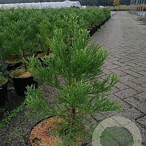 Sequoiadendron giganteum 30-40 cm 5,0L