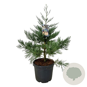 Sequoiadendron g. 'H. Mammoth One' 80-100 cm cont. 55L extra