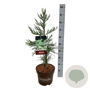 Sequoiadendron g. 'H. Mammoth One' 60-80 cm P26