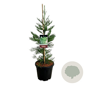 Sequoiadendron g. 'H. Mamm. Three' 80-100 cm 15L