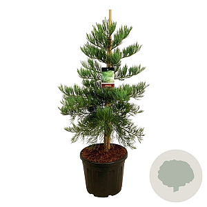 Sequoiadendron g. 'H. Mamm. Three' 100-125 cm cont. 55L extra