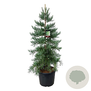 Sequoiadendron g. 'H. Mamm. Three' 175-200 cm cont. 90L extra