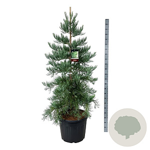 Sequoiadendron g. 'H. Mamm. Three' 175-200 cm cont. 90L extra