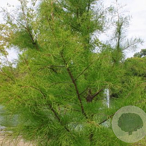 Taxodium dist. 'Nutans' 250-300 cm draadkluit solitair