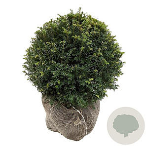 Taxus baccata 55-60 cm met kluit bol extra