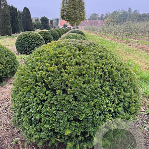 Taxus baccata 140-150 cm draadkluit bol