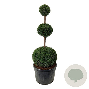 Taxus baccata 150-175 cm cont. 180L trio bol