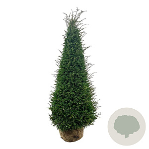 Taxus baccata 200-225 cm draadkluit piramide extra