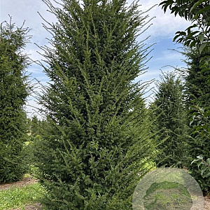 Taxus baccata 400-450 cm draadkluit solitair