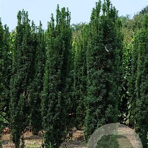 Taxus b. 'Fastigiata' 300-350 cm draadkluit solitair