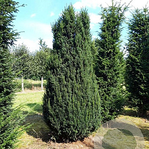 Taxus b. 'Fastigiata' 250-300 cm draadkluit solitair
