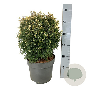 Thuja occ. 'Piccadilly' 30-40 cm 7,5L