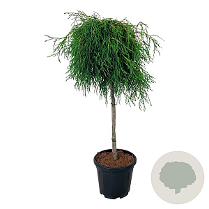 Thuja pl. 'Kager's Beauty' 80 cm stam 15L