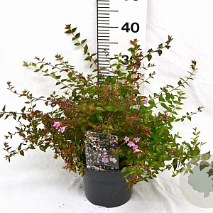 Abelia 'Edward Goucher' 25-30 cm 3,0L