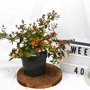 Abelia grandiflora 25-30 cm 3,0L