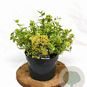 Abelia grandifl. Jelly Beans 25-30 cm 3,0L