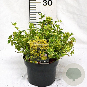 Abelia grandifl. Jelly Beans 25-30 cm 3,0L