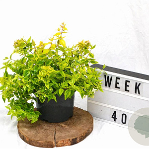 Abelia grandifl. 'Kaleidoscope' 25-30 cm 3,0L