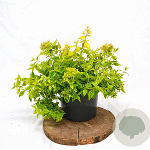 Abelia grandifl. 'Kaleidoscope' 25-30 cm 3,0L