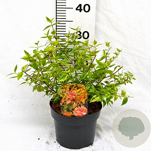 Abelia grandifl. 'Kaleidoscope' 25-30 cm 3,0L